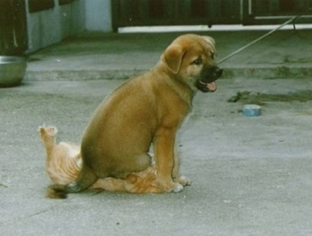 blog_yummypets_chien_chat4_04_14