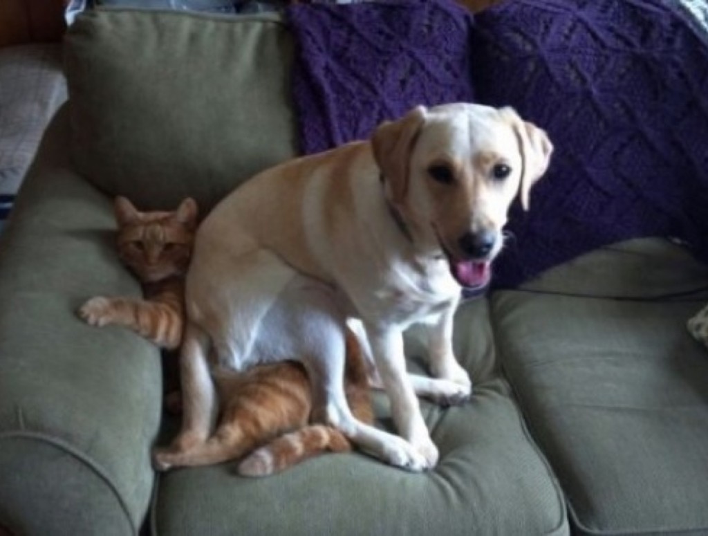 blog_yummypets_chien_chat5_04_14