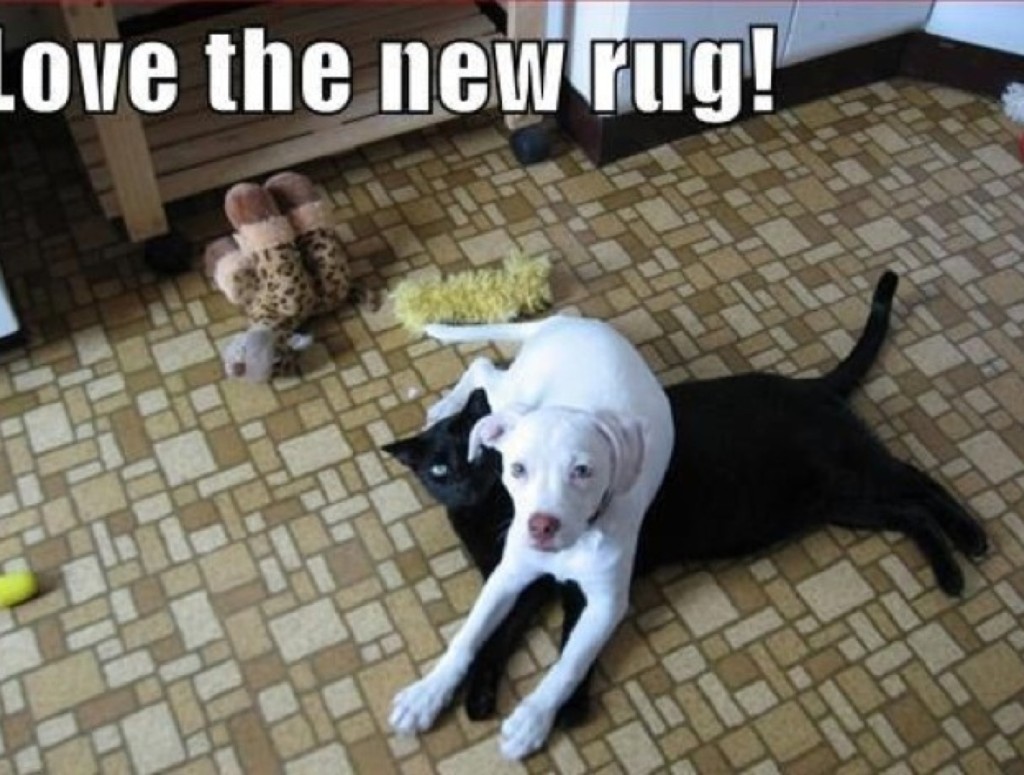 blog_yummypets_chien_chat6_04_14