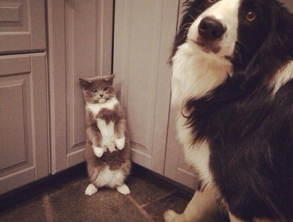 blog_yummypets_chien_chat7_04_14