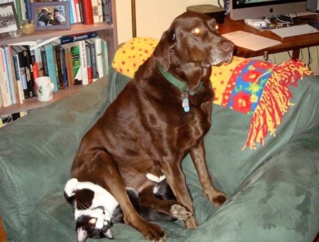 blog_yummypets_chien_chat8_04_14