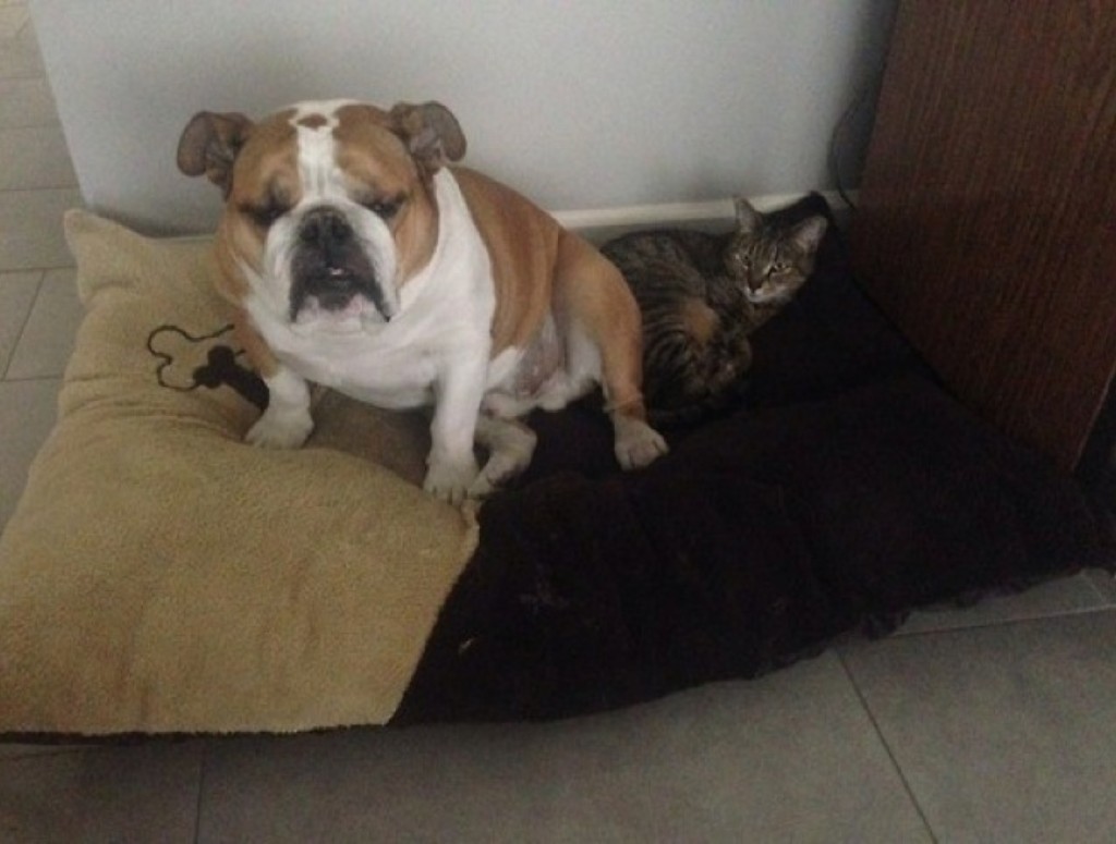 blog_yummypets_chien_chat9_04_14