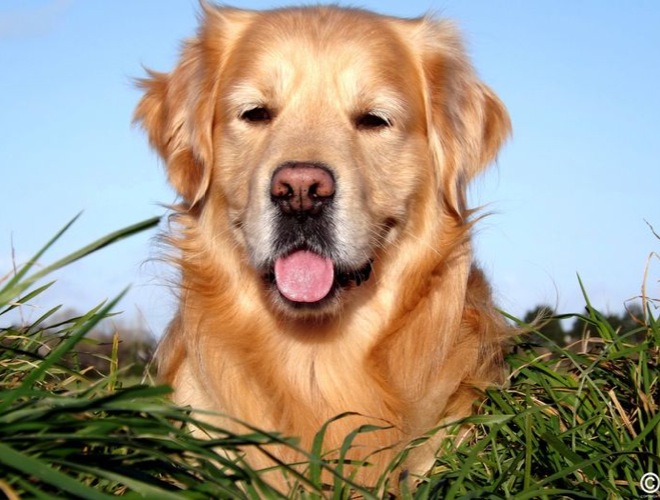 hyperactive golden retriever golden retriever hyperactive golden retriever hyperactive zoom sur une race le golden hyperactive golden retriever golden retriever hyperactive golden retriever hyperactive zoom sur une race le golden