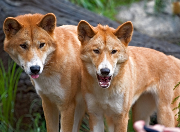 The 10 most dangerous animals in Australia! Yummypets