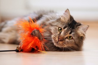 Comment rendre son chat heureux ?