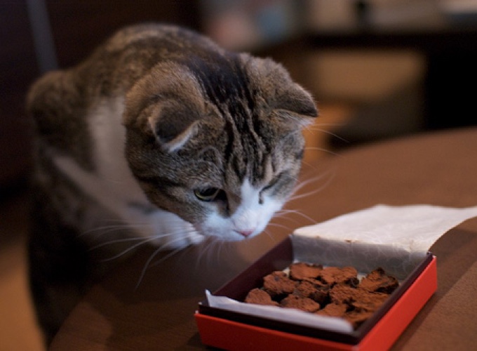 Le chocolat est dangereux pour le chat Yummypets