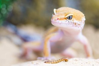 Êtes-vous prêt à adopter un reptile ?