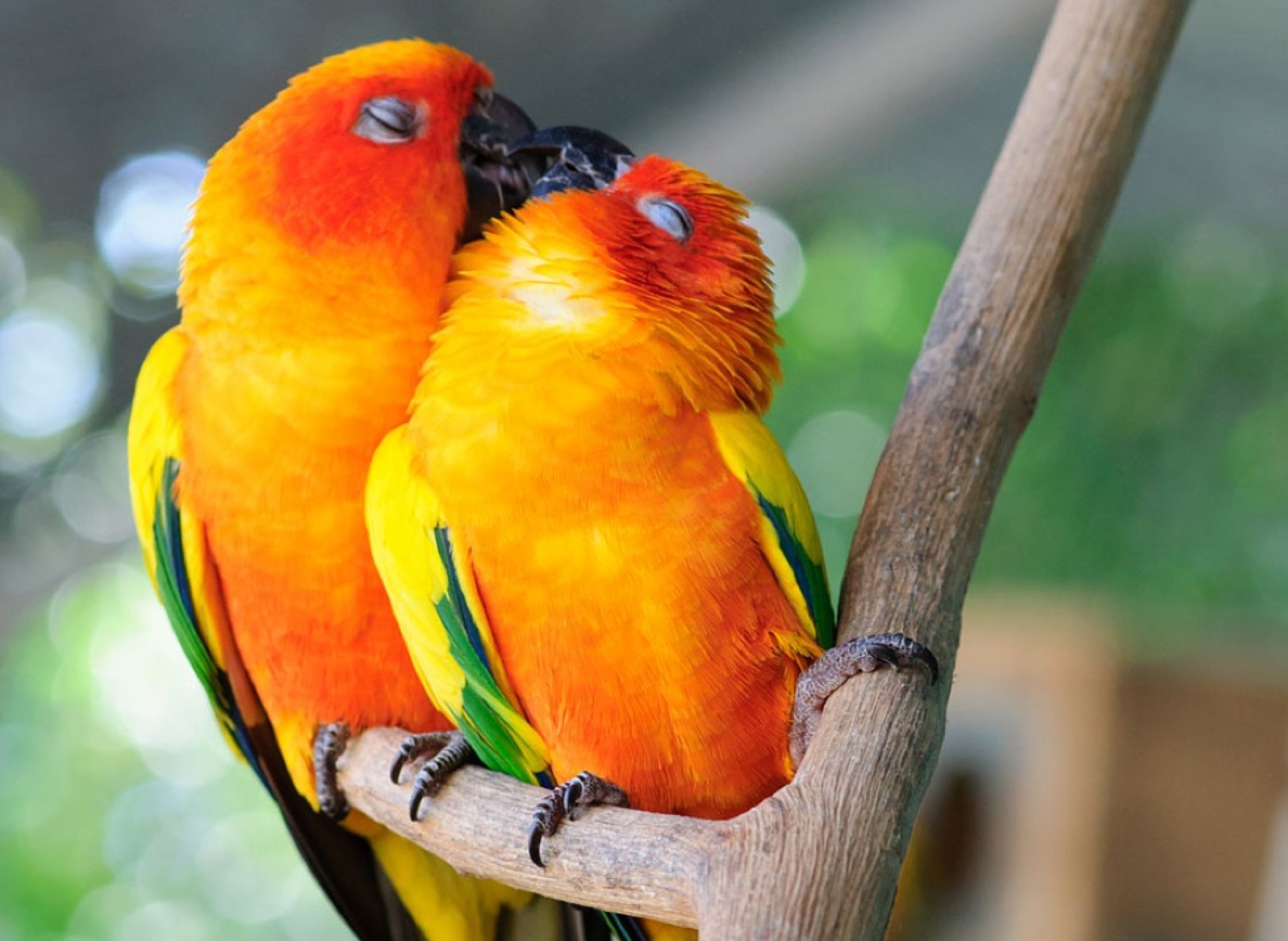 15 photos qui vous donneront envie de faire un bisou à votre animal