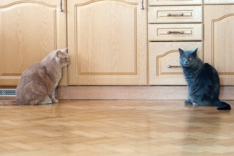 Comment présenter mon nouveau chaton à mon chat ?