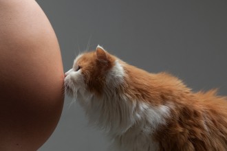 Comment faire cohabiter chats et tout-petits ?