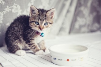 Nourrir un chaton sevré