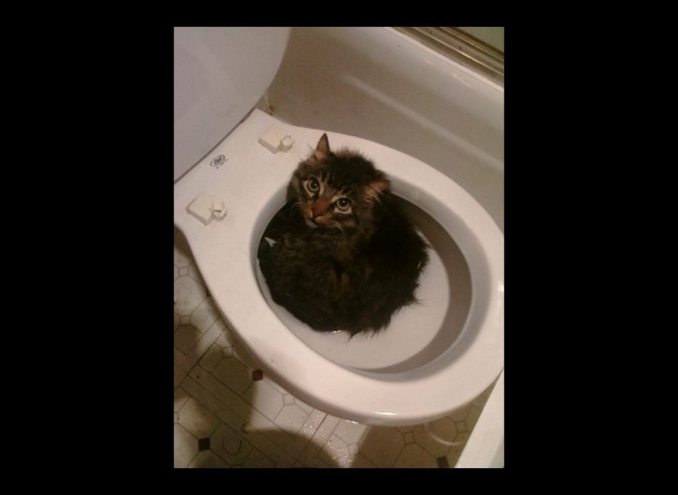 Les meilleures photos de chats aux toilettes ! Yummypets