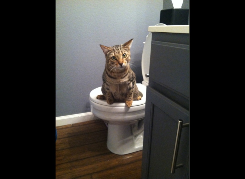 Les meilleures photos de chats aux toilettes ! Yummypets