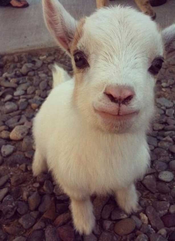 Top 10 of the cutest baby goats Yummypets