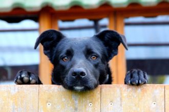 Comprendre les fugues de son chien et y remédier