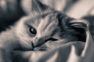 Pourquoi mon chat tète comme un bébé ?