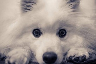 Mon chien a peur de l'orage, que faire ?