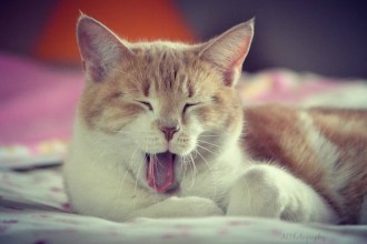 Quels jeux pour vaincre l’ennui du chat ?