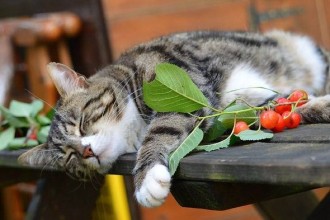 La chaleur de l’été, un stress pour votre chat