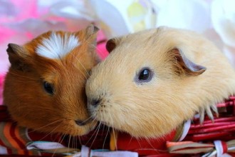 Comment accueillir un cochon d'Inde à la maison ?