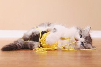 Eduquer son chat par le jeu