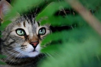 Appréhender les vacances avec son chat