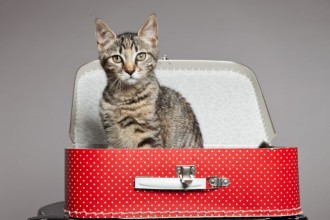 Organiser mes vacances avec ou sans mon chat