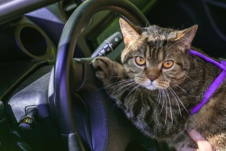 Comment voyager avec son chat ?
