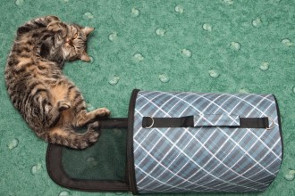 Quelle gamelle et caisse de transport pour chat ?