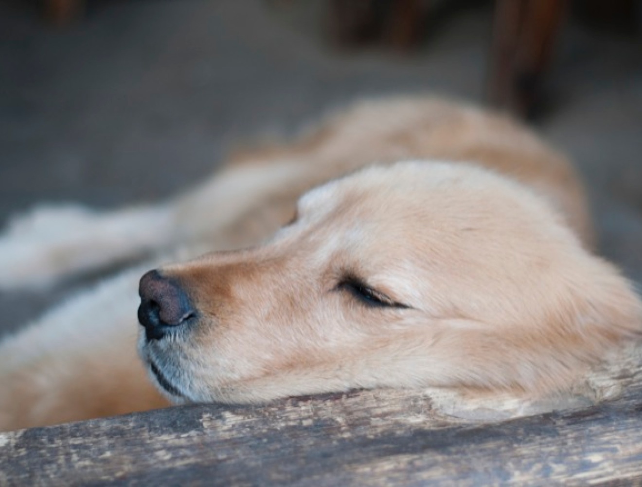 Phantom pregnancy in dogs Yummypets