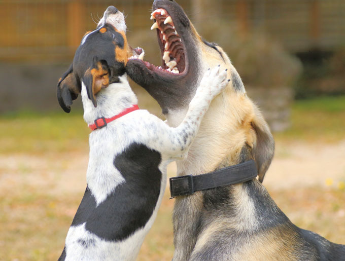 How to stop a dog fight, safely Yummypets