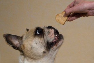 DIY pour chiens et chats, tutoriels DIY pour animaux DIY pour chiens et chats, tutoriels DIY pour animaux