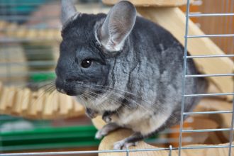 Où placer la cage du Chinchilla ?