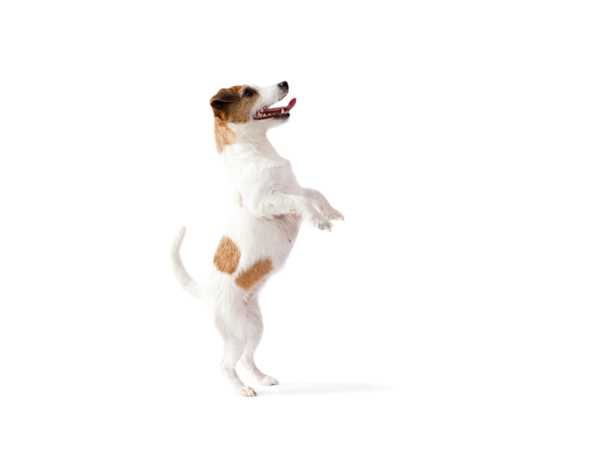 Leçon n°7 : apprendre à votre chien à se tenir debout Leçon n°7 : apprendre à votre chien à se tenir debout