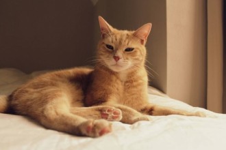 Comment faire garder son animal à domicile?