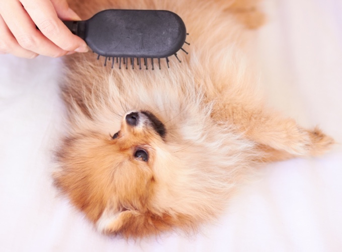 Brosser un chien qui ne se laisse pas faire - Yummypets Brosser un chien qui ne se laisse pas faire - Yummypets