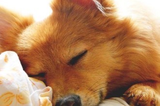 La première nuit avec son chiot