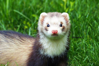Comment bien choisir son furet ?