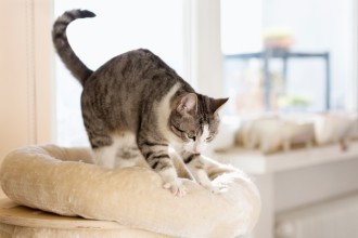 Sécuriser la maison pour votre chat