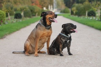 Quand débuter l'éducation du chiot ?