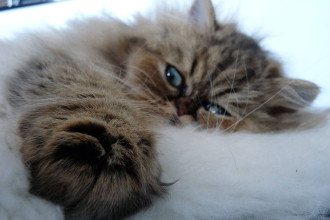 DIY : un doudou pour votre chat !