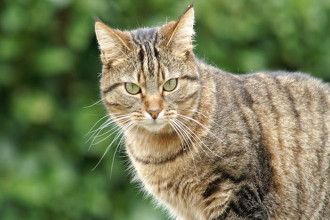 Faut-il punir son chat ?