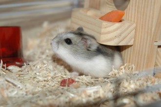 Conseils pour adopter un hamster
