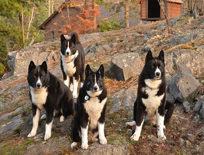 Zoom sur une race le chien d