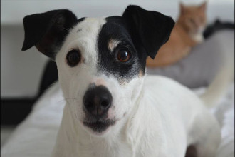 Mon chien a peur des feux d'artifices : que faire ?