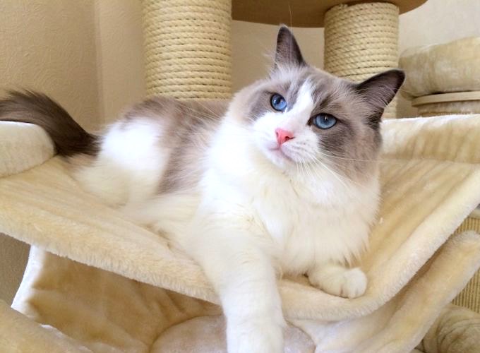 Zoom sur une race : le Ragdoll ! - Yummypets