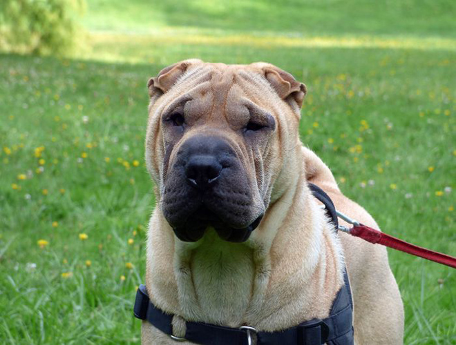 Comment repérer et soulager l'arthrose du chien ? - Yummypets Comment repérer et soulager l'arthrose du chien ? - Yummypets