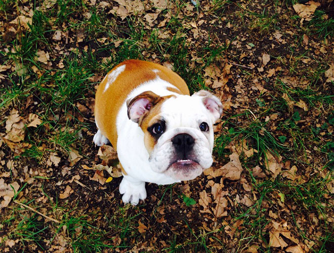 Zoom sur une race : le Bouledogue anglais ! - Yummypets Zoom sur une race : le Bouledogue anglais ! - Yummypets
