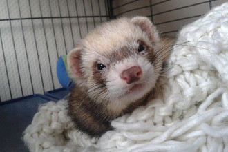 Furets bagarreurs : que faire ?