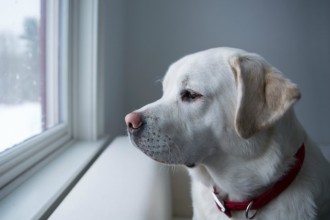 Les 3 signes de dépression chez le chien